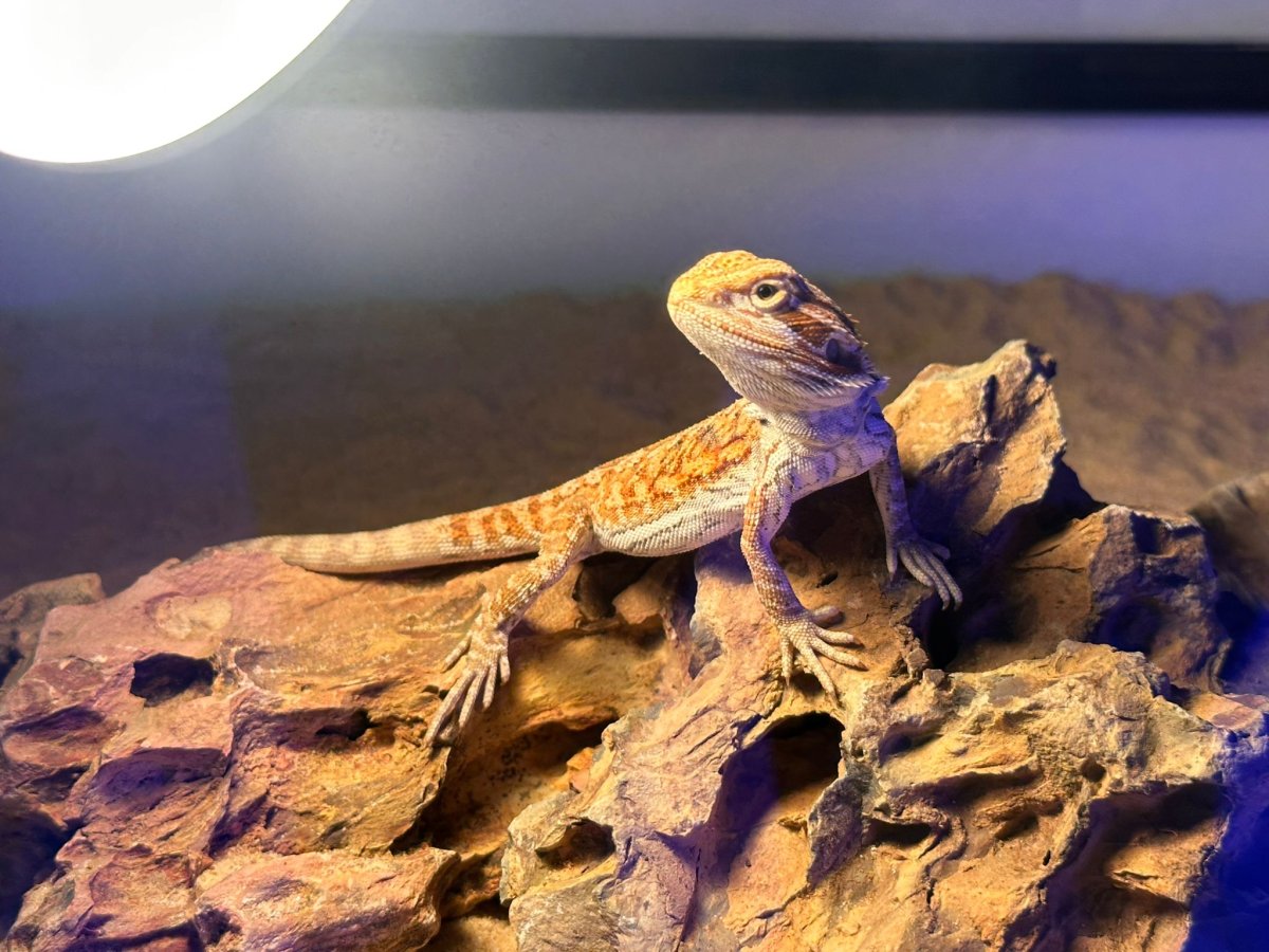 POGONA (Drago barbuto)
