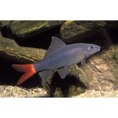 Labeo Epalzeorhynchos Albino
LABEO BLACK