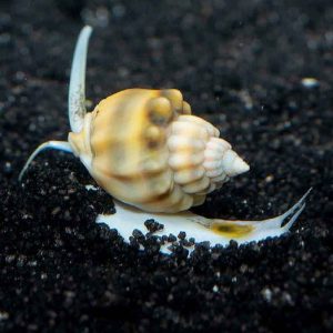 Nassarius
