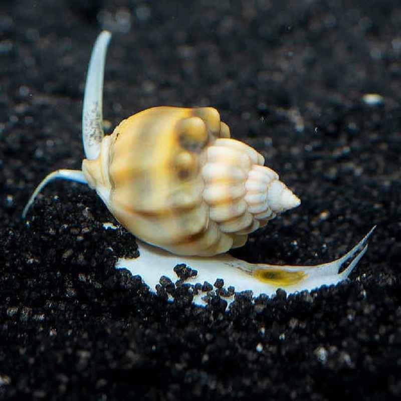 Nassarius