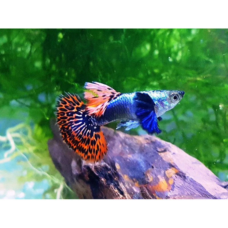 Guppy maschio Elephant Ears, Poecilia reticulata male 3,5 cm Big Dumbo Ear
