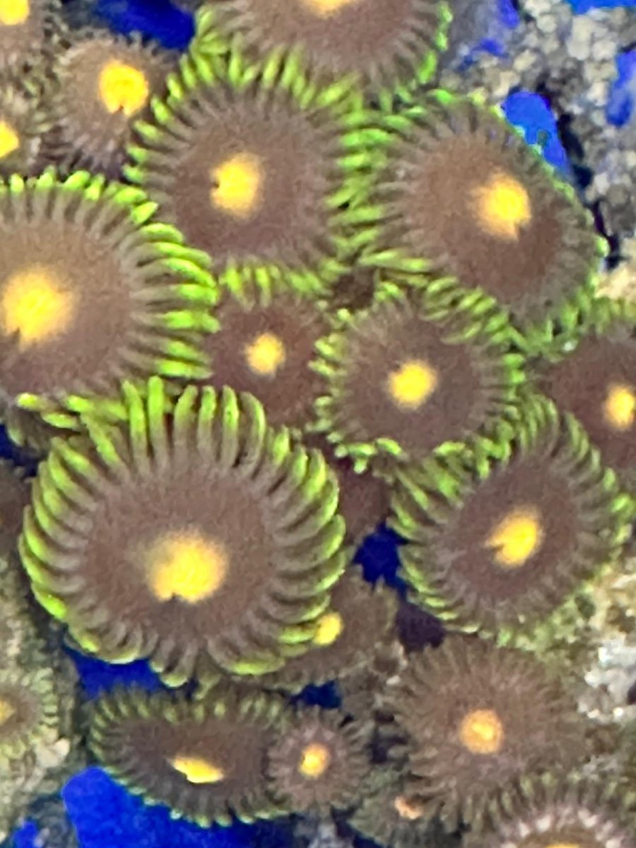 ZOANTHUS FOTOREALE