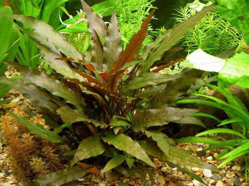 CRYPTOCORYNE WENTII RED