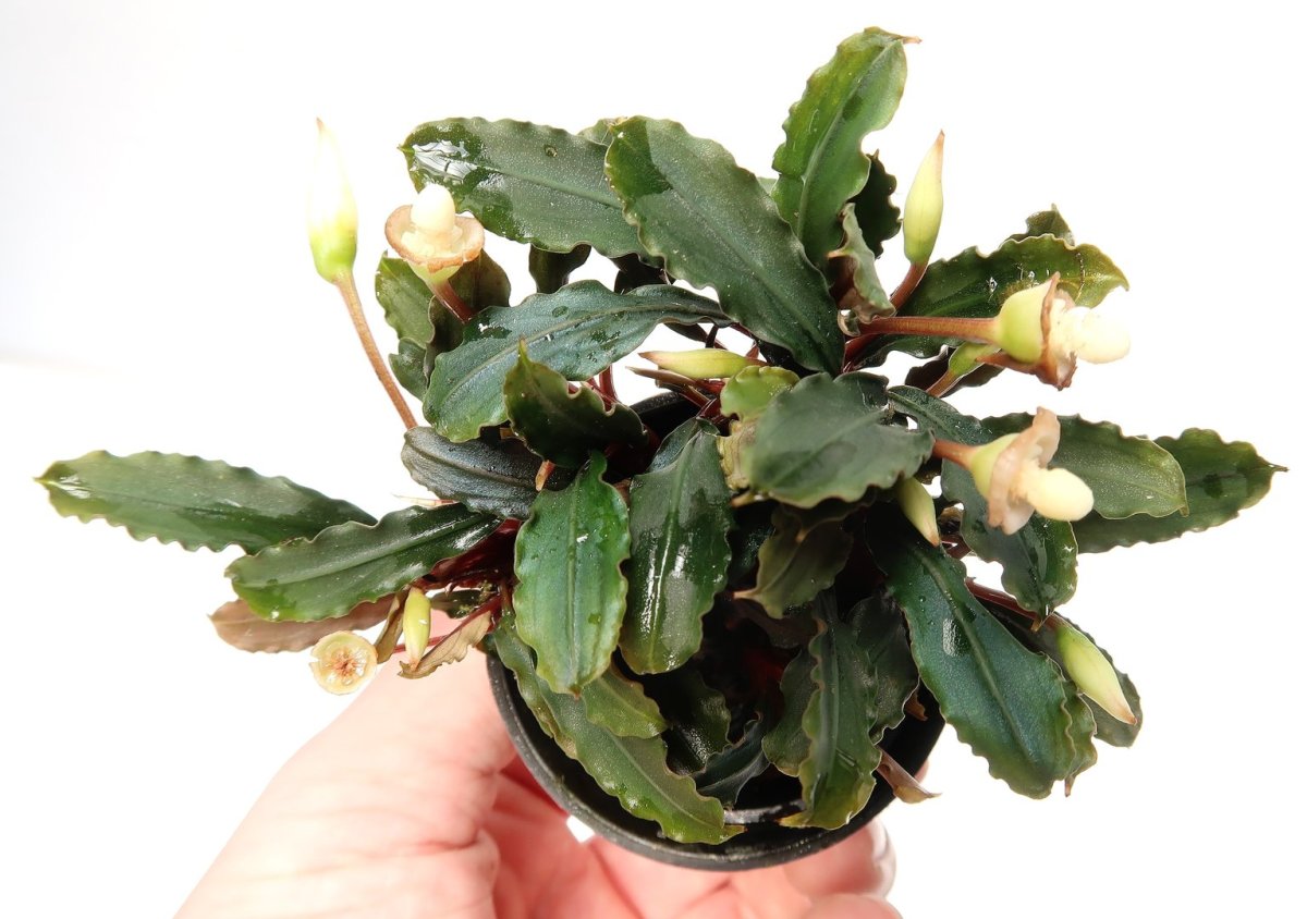 BUCEPHALANDRA MIX IN VFASETTO