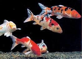 CARPA KOI 8/9

CHIEDERE FOTO REALI
3394204355