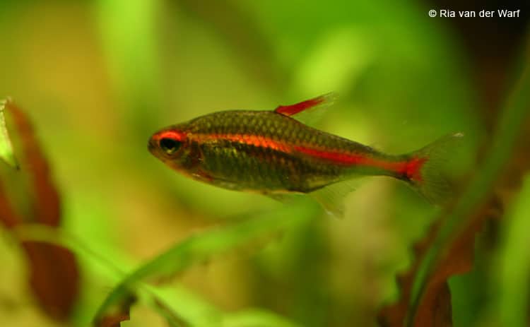 Hemigrammus erythrozonus/gracil -NEON ROSSO