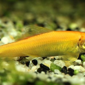 Gyrinocheilus Aymonieri ALBINO