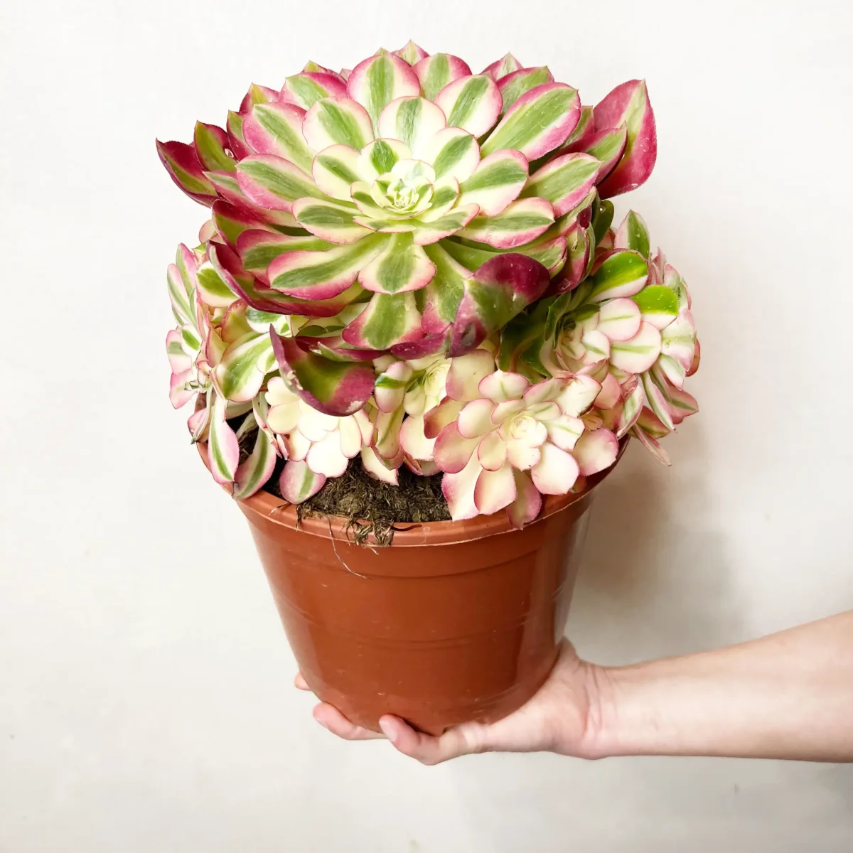 Aeonium Pink Witch - immagine 6