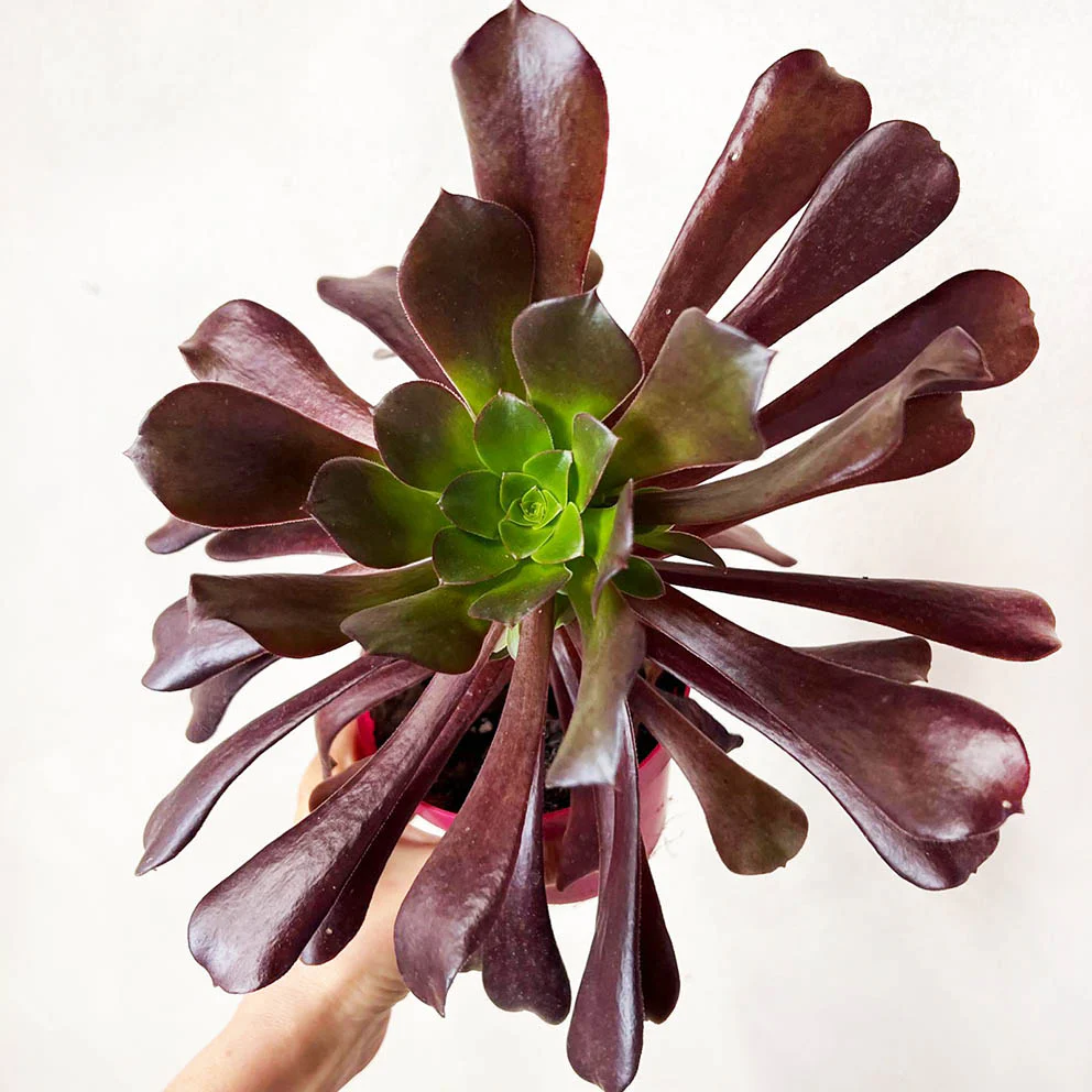 Aeonium Arboreum