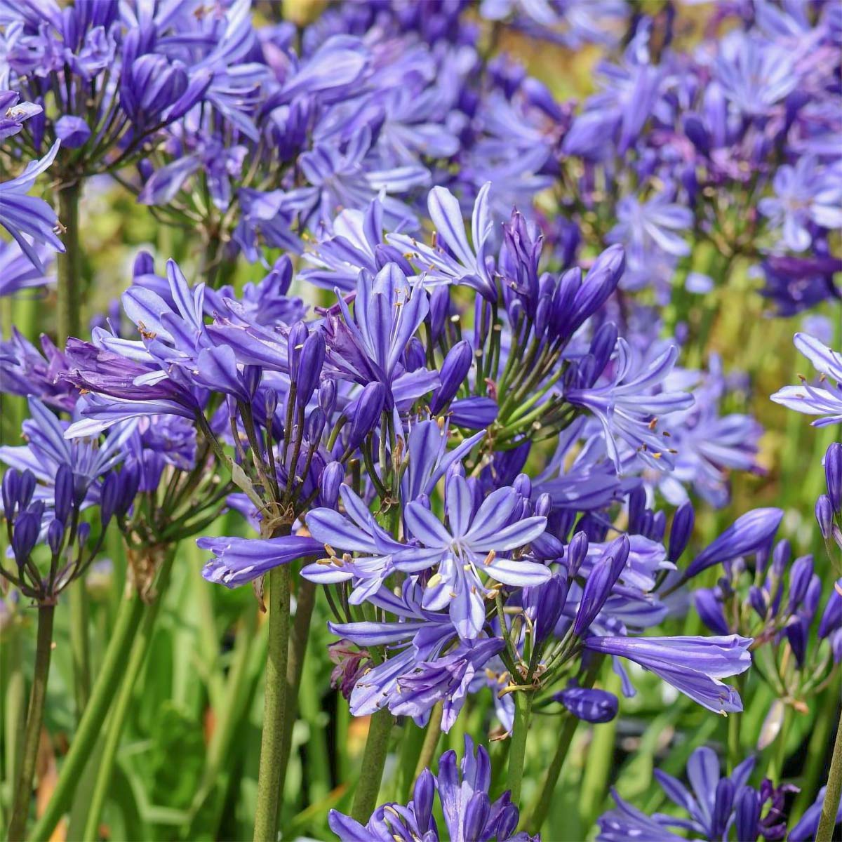 Agapanthus ‘Charlotte’