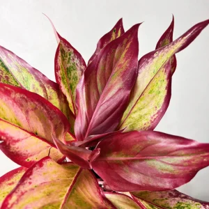 Aglaonema Crete