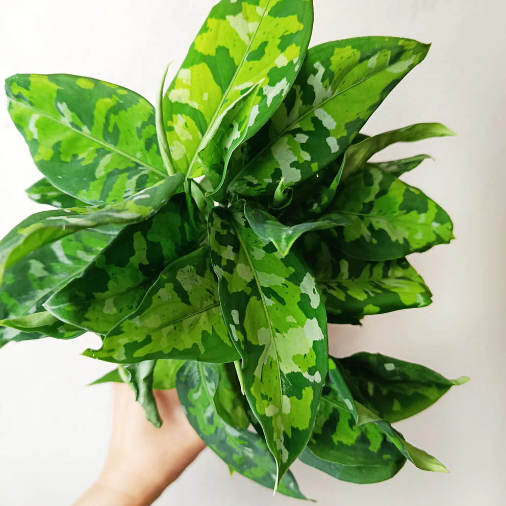Aglaonema Pictum Tricolor - immagine 9