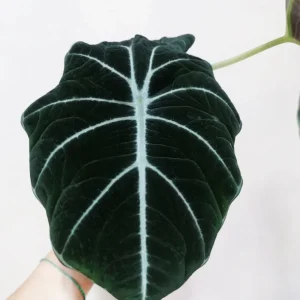 Alocasia Black Velvet