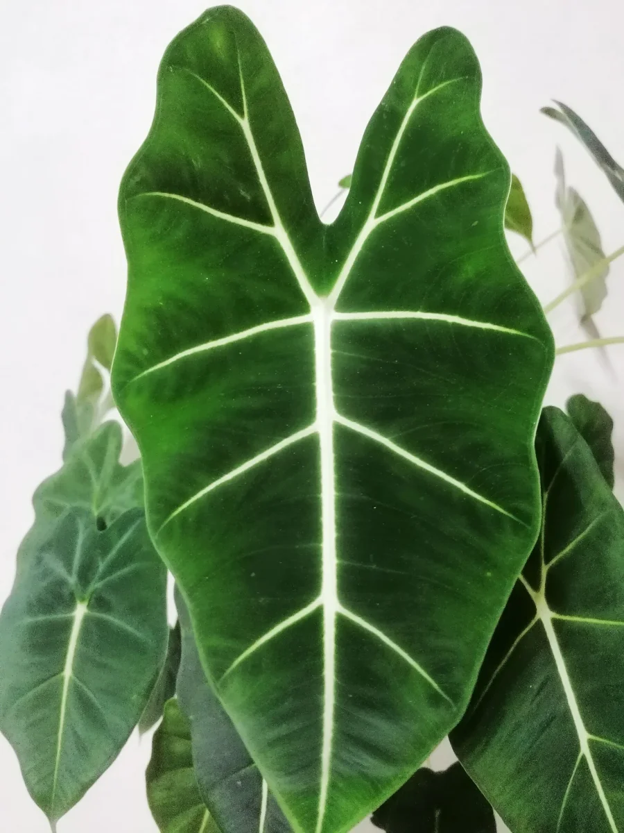 Alocasia Frydek
