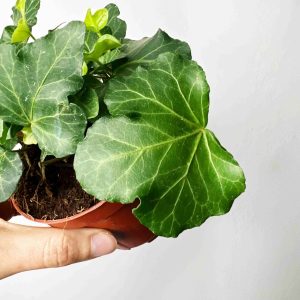 Hedera helix Wonder