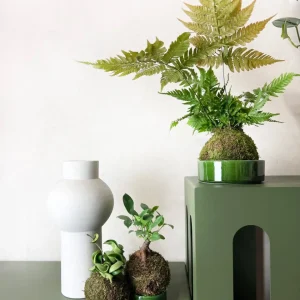 KOKE/Felce Dryopteris Erythrosora