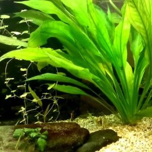 ECHINODORUS BLEHERI