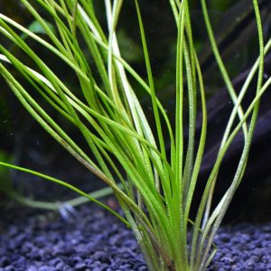 Isoetes Velata
