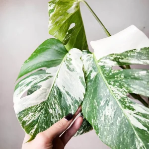 Monstera Deliciosa Albo Variegata