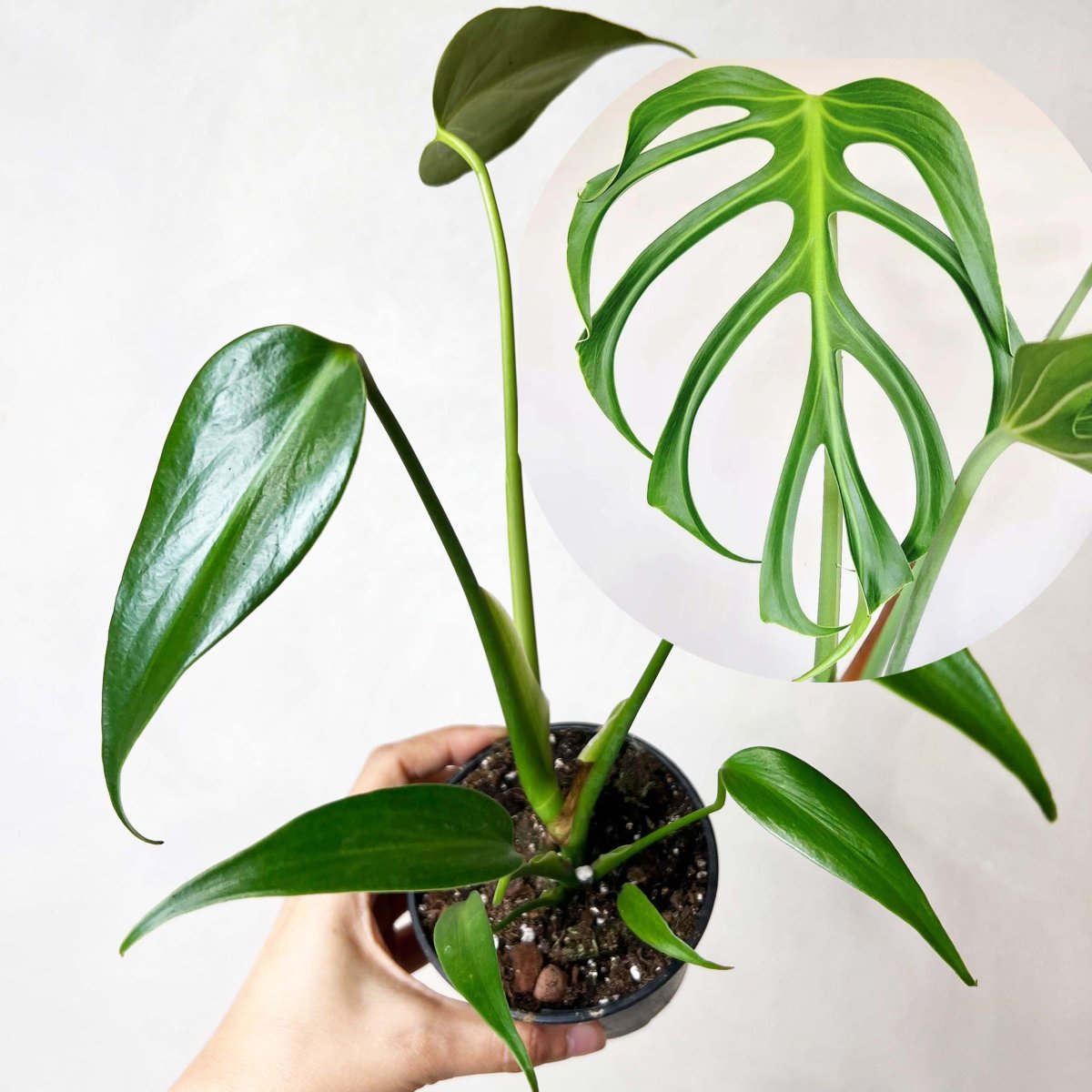 Mini Monstera Burle Marx Flame