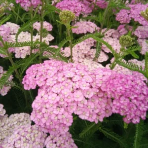 Achillea Appleblossom